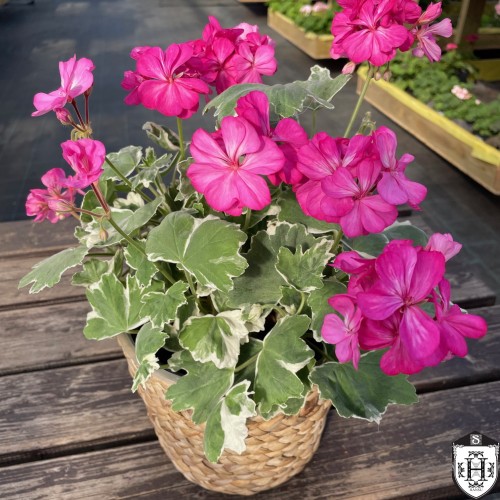 Pelargonium 'York Florist' - Pelargoon 'York Florist' P9/0,55L